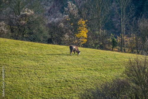 cow on the meadow, autumn