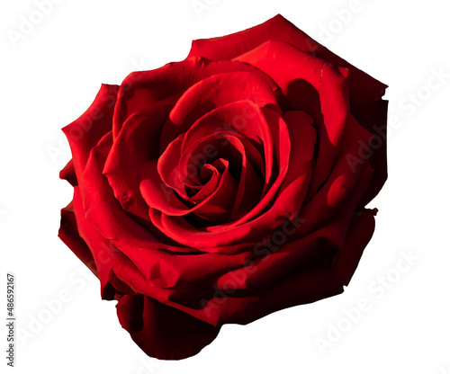 Beautiful red rose on the white background | PNG