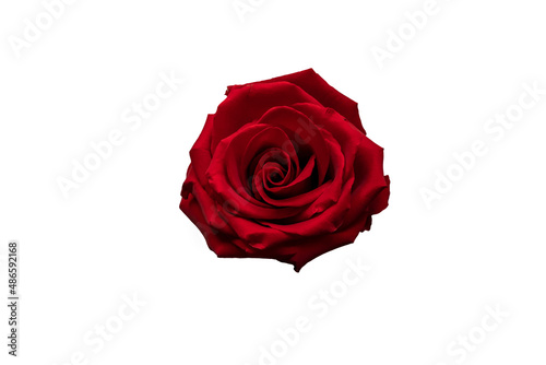 Fototapeta Naklejka Na Ścianę i Meble -  Beautiful red rose on the white background | PNG