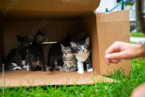 Photo A bunch of kittens in a cardboard box