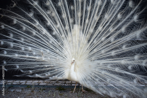 Fotografie Albino peacock in full mating dance