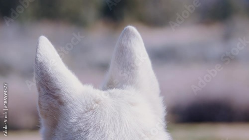 husky dog ears perked up to listen around