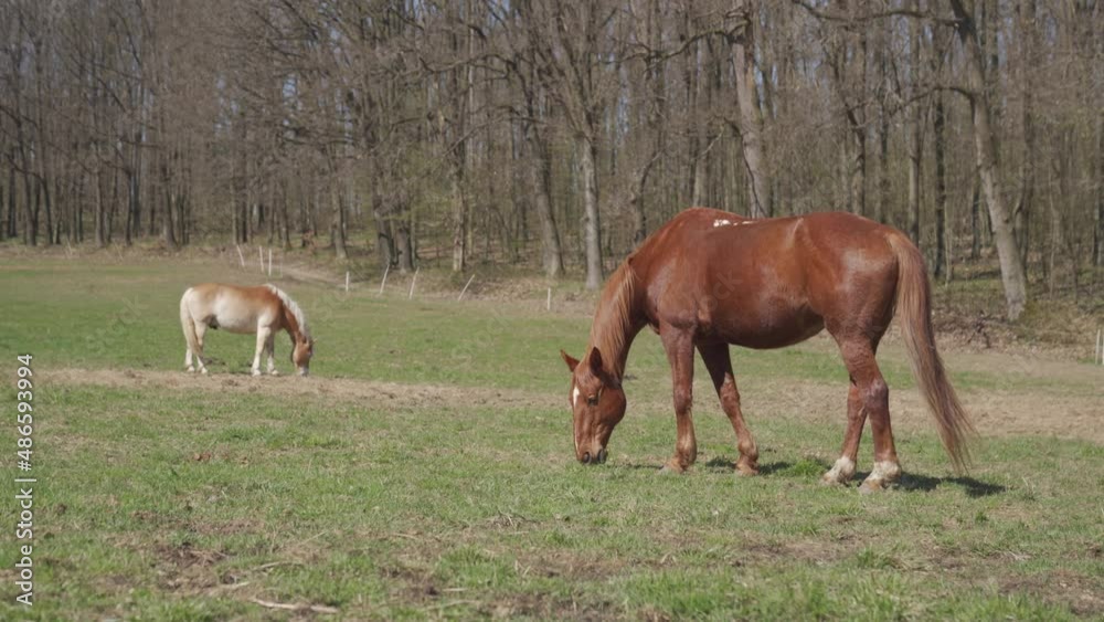 Racing horses graze in the paddock in nature Racing horses graze in the paddock in nature