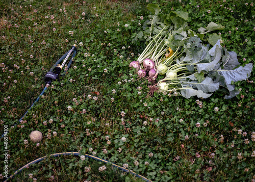Obraz na płótnie Freshly picked rutabaga and turnips lay in the lawn next to a sprinkler