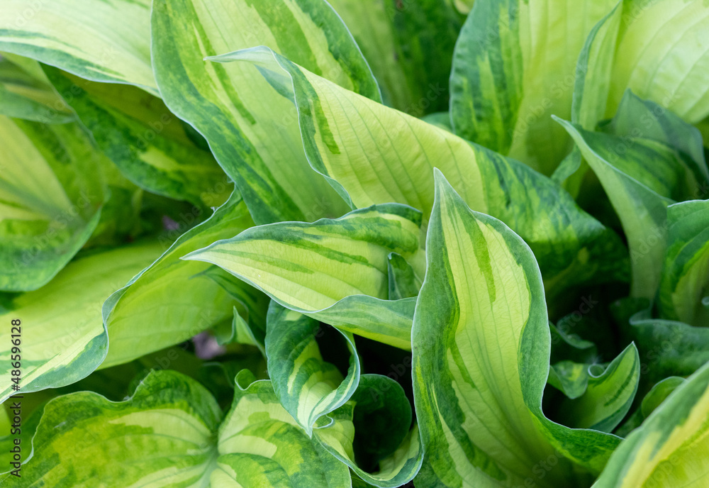Obraz premium Hosta (Latin Hosta) is a perennial herbaceous plant of the Asparagus family