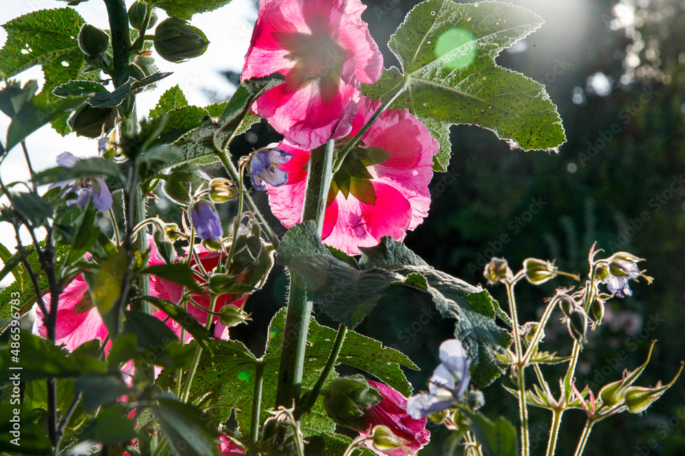 © Jan Michalko/Stocksy - Flower in bloom