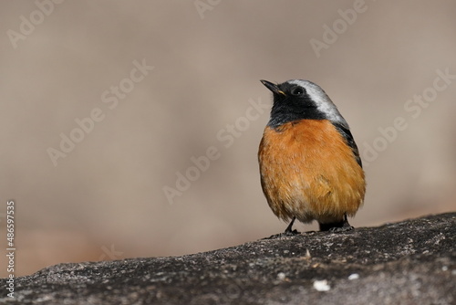 daurian redstart on the rock