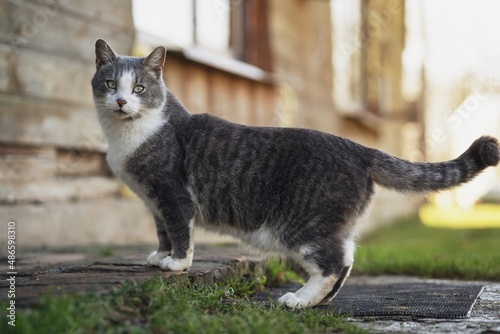 Gray cat posing near the house entrance on the sunny spring morning