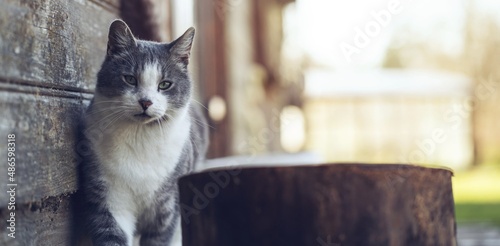 Gray cat with white chest walking near the old wooden house during the sunny spring morning. Serious cat