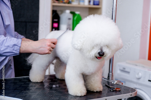 Grooming dogs Bichon Frise in a professional hairdresser
