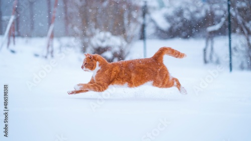 Ginger cat enjoying the snow. Side view of happy ginger cat jumping in the snow
