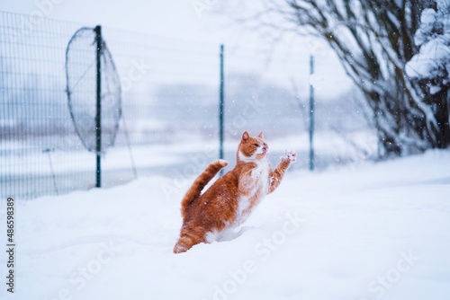 Cat enjoying the snow. Happy ginger cat catching the snow © Janis Baiks