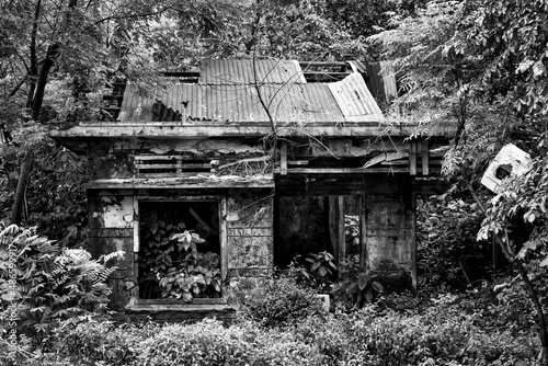 Remains of a house taken over by vegetation © Lucia Tieko