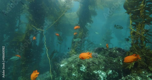 Large concentration of garibaldi fish in kelp.