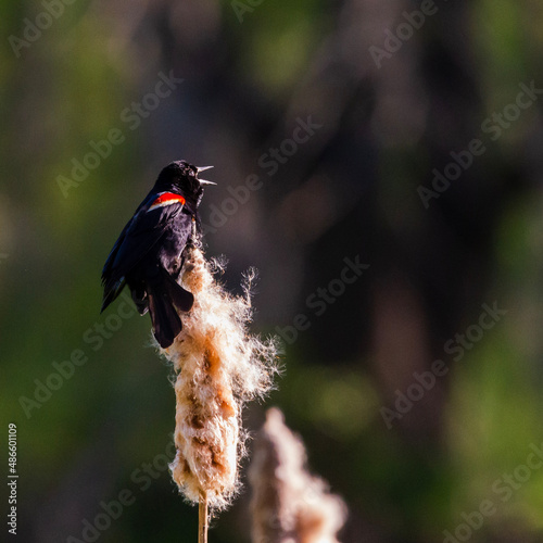 Red-winged Blackbird on Cattail