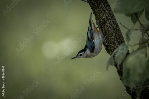 Nuthatch on Brnach