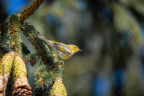 Pine Warbler on a Branch
