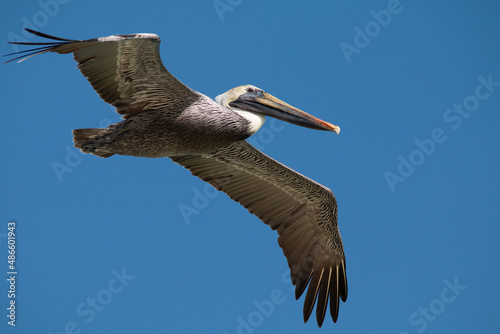 pelican in flight