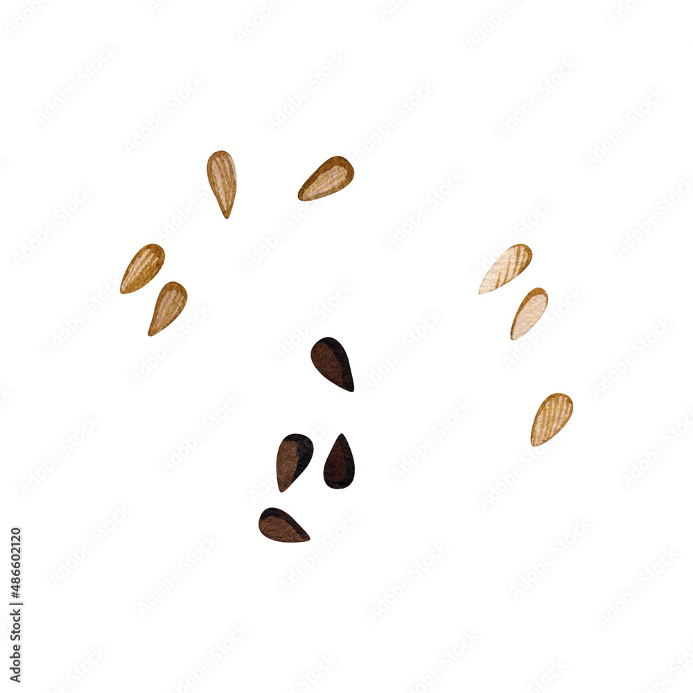 Black and white sesame seeds. Watercolor illustration. Isolated white background. Black and white sesame seeds. Watercolor illustration. Isolated white background.