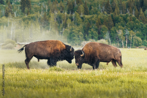 Bison Grazing photo