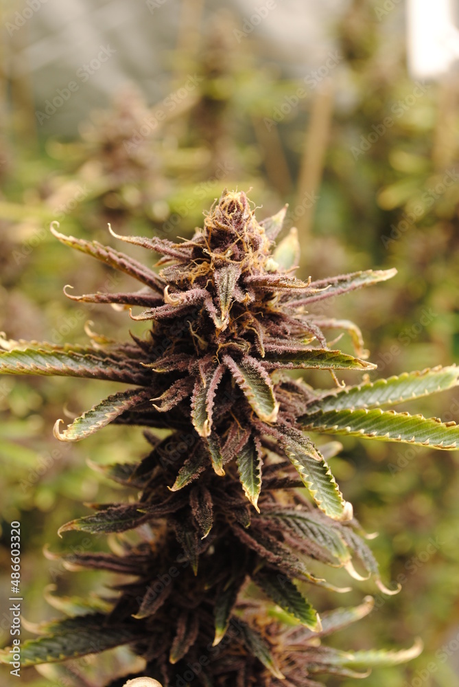 Isolated flower of medicinal cannabis sativa plant, pistils and trichomes turning amber, 1-2 weeks away from harvest time Isolated flower of medicinal cannabis sativa plant, pistils and trichomes turning amber, 1-2 weeks away from harvest time