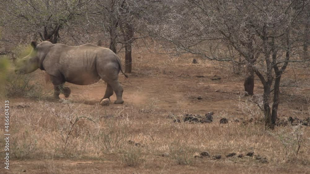 Two white rhinos are startled and run away through the scattered shrubs and trees of the grasslands of Africa. Two white rhinos are startled and run away through the scattered shrubs and trees of the grasslands of Africa.