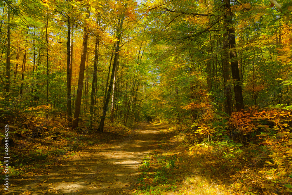 path in autumn forest