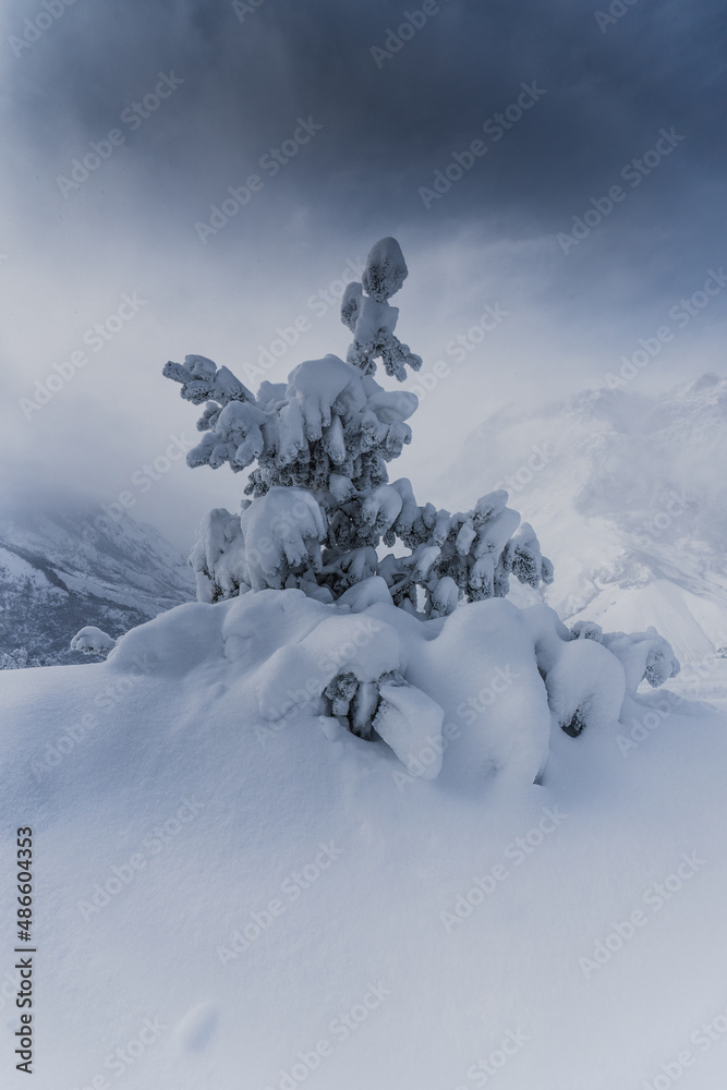 Fir in the mountains Fir in the mountains