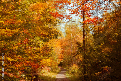 autumn in the forest