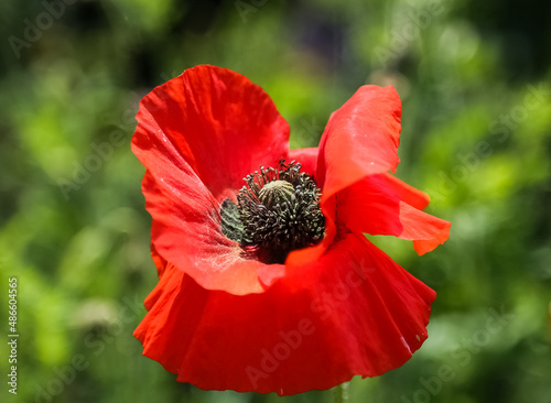 red poppy in the garden photo