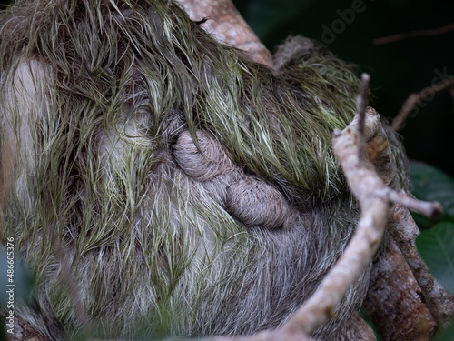 Sloth sleeping like usual