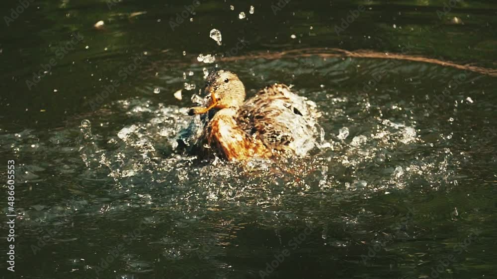 Wild duck splashing in the pond  in Slow Motion. Wild Duck in the Pond. Wild Mallard Duck Swimming on the river. Wild bird watching. Bird nature background.