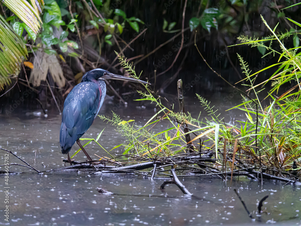 Naklejka premium Heron Agami du Costa Rica