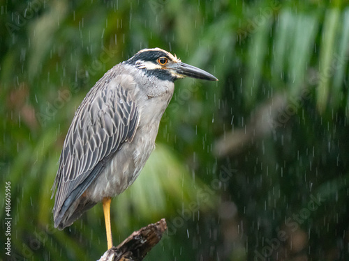 Héron tigré sous la pluie dans la foret photo