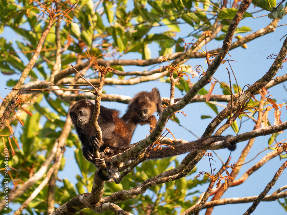 Fototapeta premium Female monkey with her child