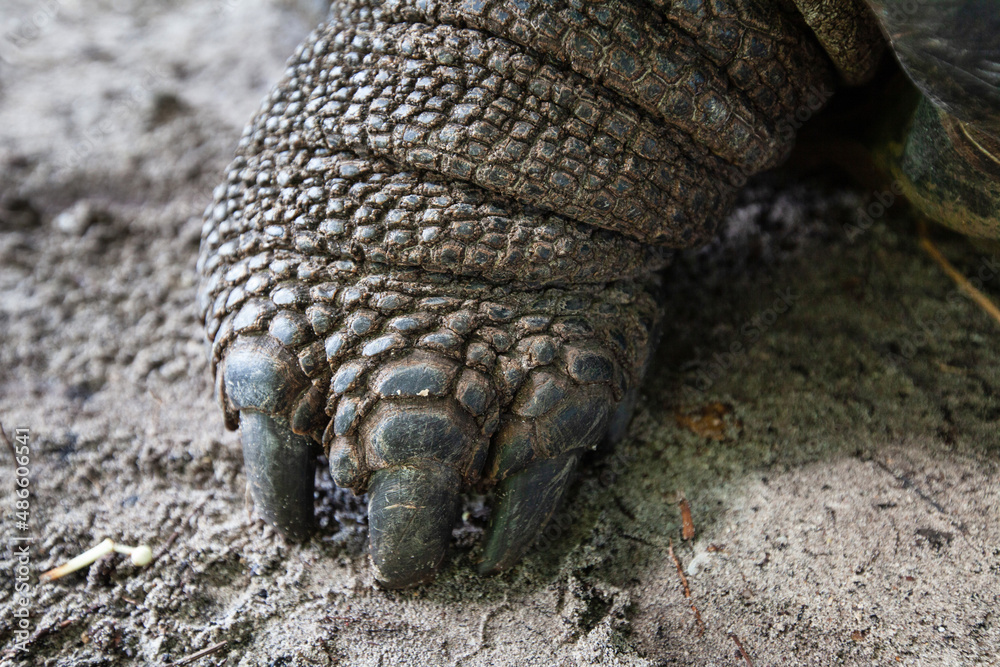 giant tortoise claw in Seychelles, turtle Stock Photo | Adobe Stock