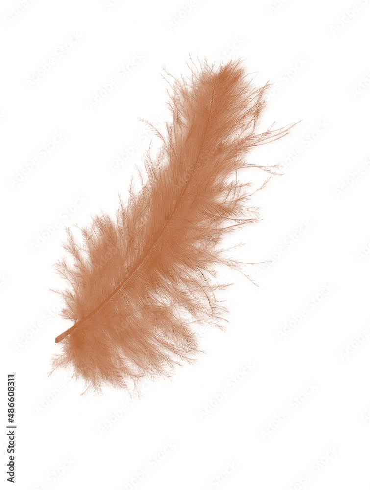 Colored feathers background - high resolution Colored feathers background - high resolution