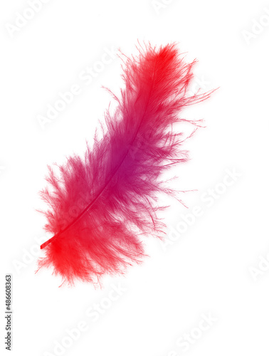 Colored feathers background - high resolution