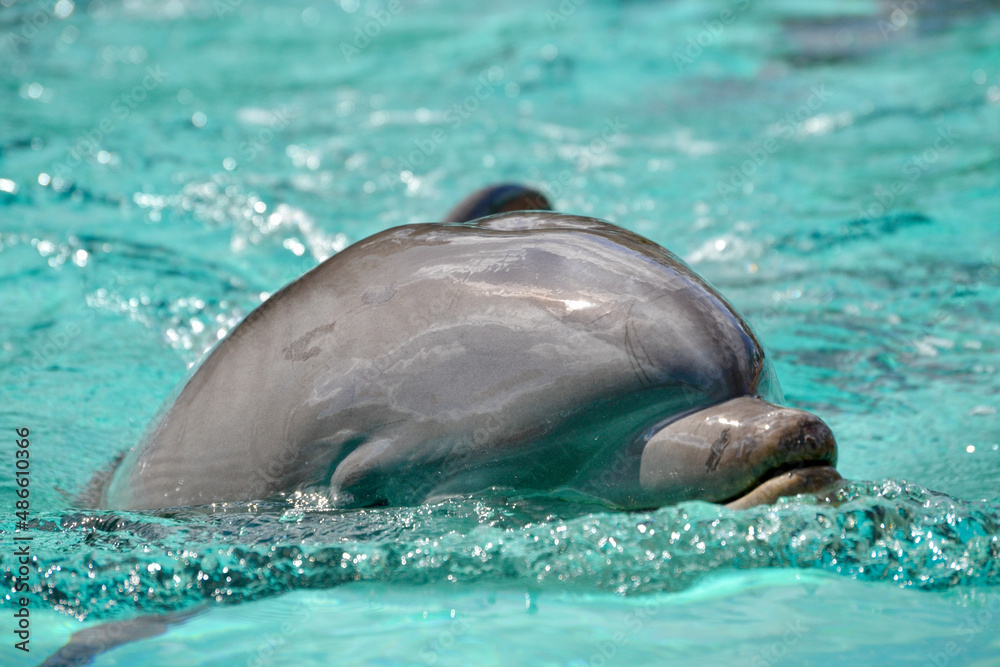 Obraz premium dolphin