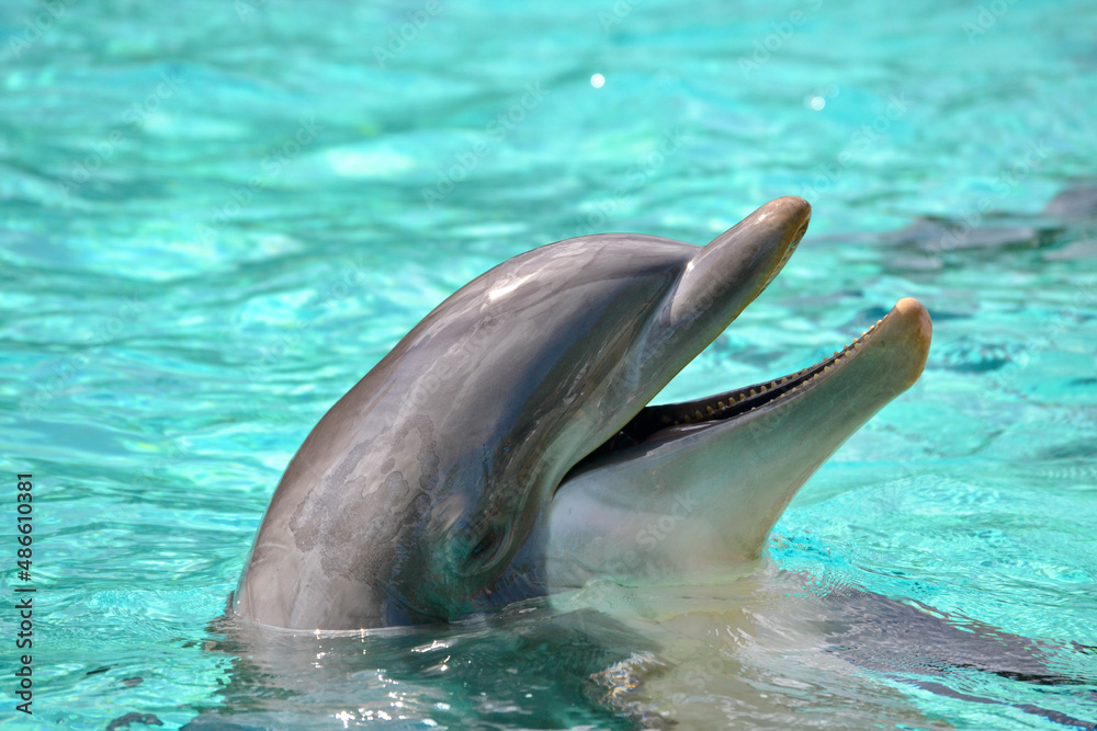 Obraz premium dolphin