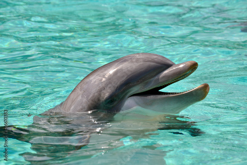 dolphin