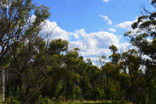 trees in the forest