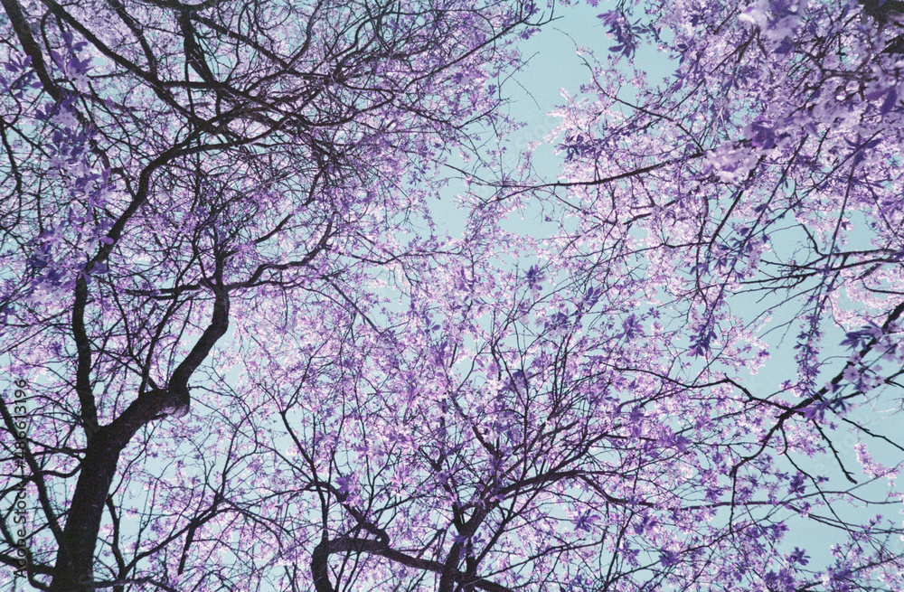 Infrared nature pink unreal spring flower blooming tree Infrared nature pink unreal spring flower blooming tree