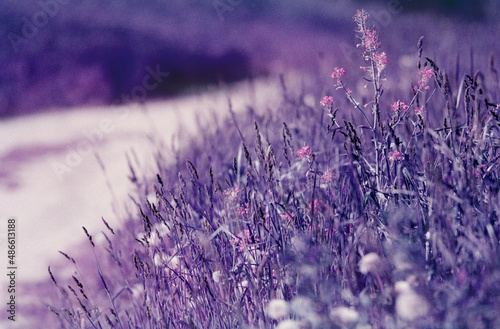 Infrared nature: violet unreal summer flowers meadow photo