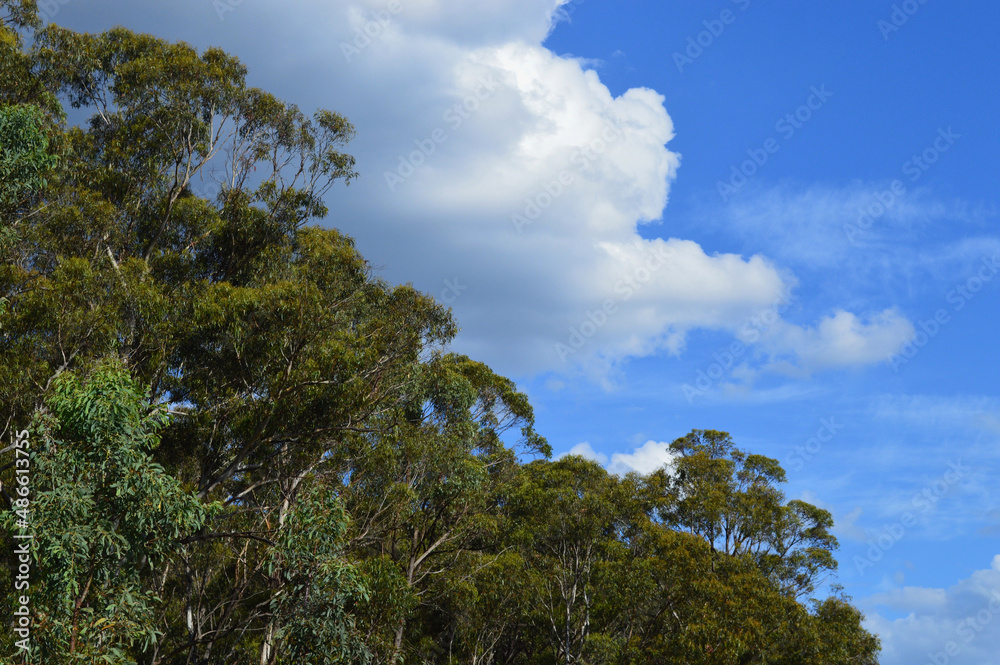 Eucalyptus forest near Lithgow, Australia on a sunny day