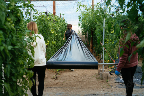 Women unrolling plastic film in greenhouse photo