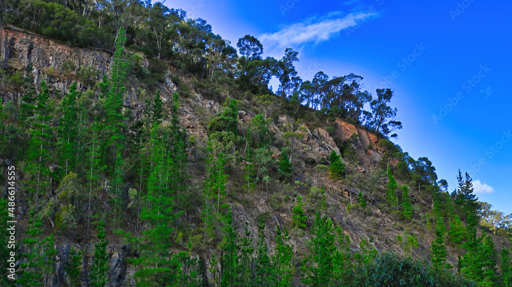 Trees Growing Up From the Cliff Face at Eildon in Victoria Australia