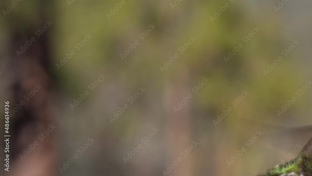 Hummingbird Flying in Flight