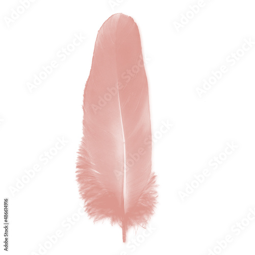 Colorfully feathers background - High resolution