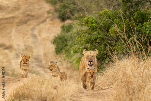 Lioness & cubs (Panthera leo) at Londolozi;  South Africa